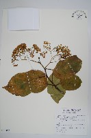 蘭嶼厚殼樹藏品圖，第1張