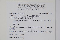 蘭嶼厚殼樹藏品圖，第2張