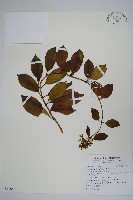 爬森藤藏品圖，第1張