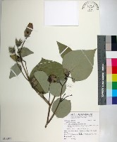 黃槿藏品圖，第1張