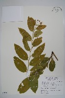 蘭嶼山柑藏品圖，第1張