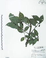 台灣棒花蒲桃藏品圖，第1張