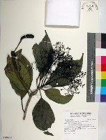 腰果楠藏品圖，第1張