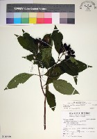 玉葉金花藏品圖，第1張