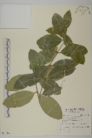 交趾衛矛藏品圖，第1張