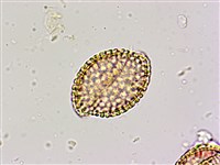 蘭嶼山檳榔、山檳榔藏品圖，第2張