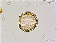 蘭嶼山檳榔、山檳榔藏品圖，第3張