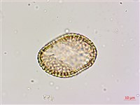 蘭嶼山檳榔、山檳榔藏品圖，第4張