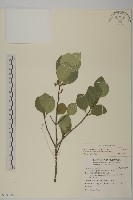 日本賽衛矛、日本假衛矛藏品圖，第1張