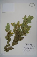 琉球黃楊藏品圖，第1張