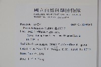 琉球黃楊藏品圖，第2張