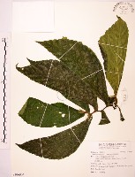 食用樓梯草藏品圖，第1張