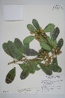 蘭嶼念珠藤藏品圖，第1張