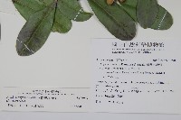 蘭嶼念珠藤藏品圖，第2張