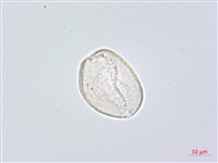 闊葉麥門冬藏品圖，第2張