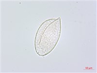 闊葉麥門冬藏品圖，第3張