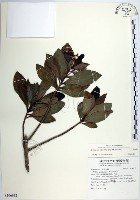 樹杞藏品圖，第1張