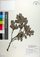 象牙柿藏品圖，第1張