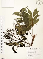 山豬肉藏品圖，第1張