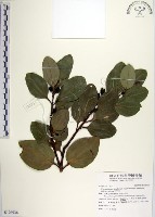 天竺桂藏品圖，第1張