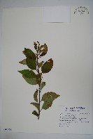 草野氏冬青藏品圖，第1張