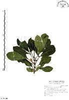 假三腳虌藏品圖，第1張