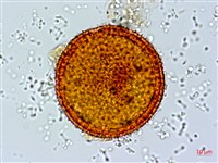 縮葉黃細心藏品圖，第1張