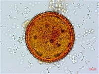 縮葉黃細心藏品圖，第2張