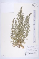 牡蒿藏品圖，第1張