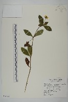 南美蟛蜞菊、三裂葉蟛蜞菊藏品圖，第1張