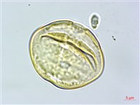 菲島福木藏品圖，第2張