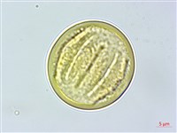 菲島福木藏品圖，第3張