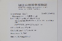 木蠟樹、山漆藏品圖，第2張