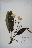 雞蛋花、緬梔藏品圖，第1張