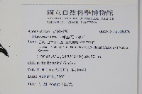 雞蛋花、緬梔藏品圖，第2張