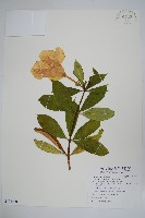 軟枝黃蟬藏品圖，第1張