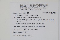 軟枝黃蟬藏品圖，第2張