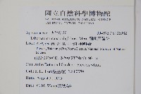 蘭嶼馬蹄花藏品圖，第2張