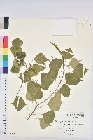 烏臼藏品圖，第1張