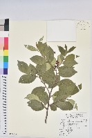 枯里珍藏品圖，第1張