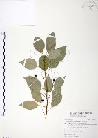 樟樹藏品圖，第1張