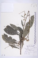 大花艾納香藏品圖，第1張