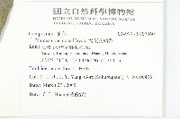 大花艾納香藏品圖，第2張