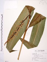 山月桃藏品圖，第1張