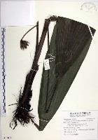 船子草、船仔草藏品圖，第1張