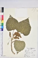 蟲屎藏品圖，第1張