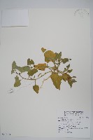 番杏藏品圖，第1張