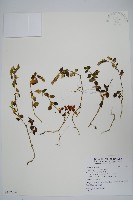 爵床藏品圖，第1張