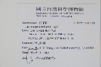 爵床藏品圖，第2張