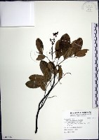 疏花魚藤藏品圖，第1張